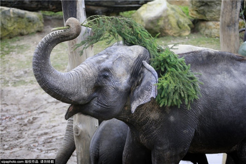 320名圣诞老人整体冲浪？？？？？？？八一八圣诞节奇闻趣事