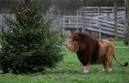 320名圣诞老人整体冲浪？？？？？？？八一八圣诞节奇闻趣事